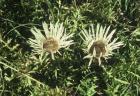 Carlina acaulis