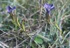 Gentiana ciliata