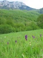 Orchideenwiese im Sutjeska Nationalpark, 04.05.2008