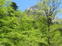 Perucica Urwald im Sutjeska Nationalpark, 04.05.2008