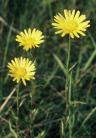 Buphthalmum salicifolium