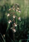 Epipactis palustris