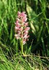 Orchis militaris