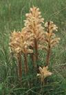 Orobanche lutea